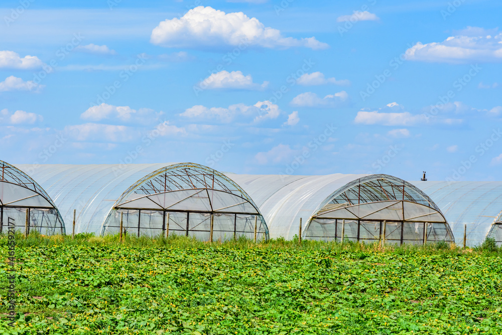 Greenhouses made with metal frame and polyethylene film at field of the marrow plants Greenhouses made with metal frame and polyethylene film at field of the marrow plants