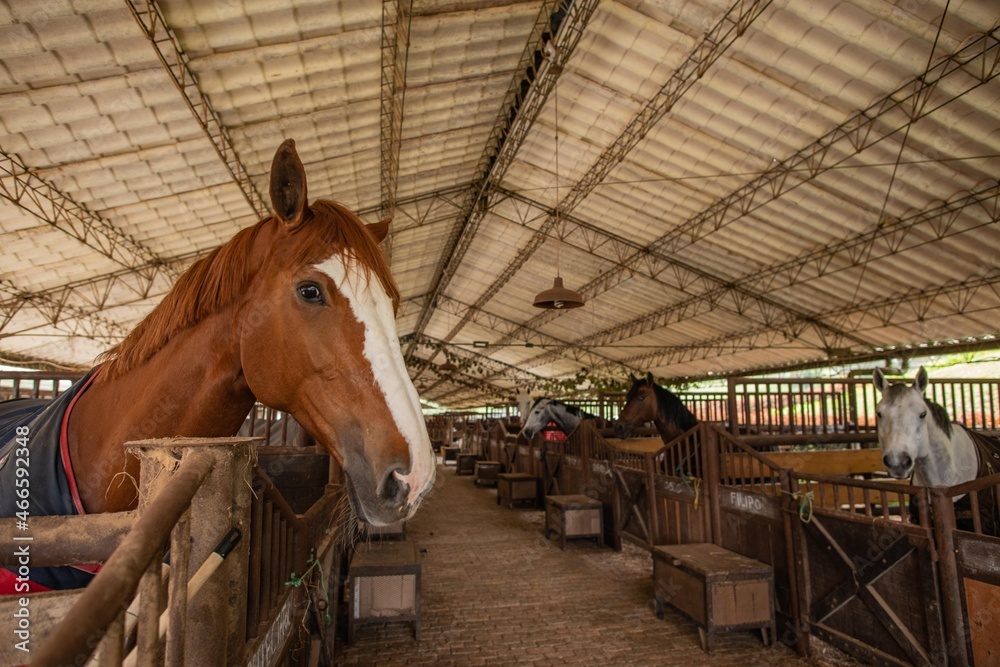 Fototapeta premium horse and foal