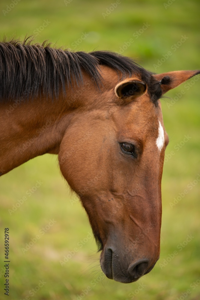 Obraz premium brown horse portrait