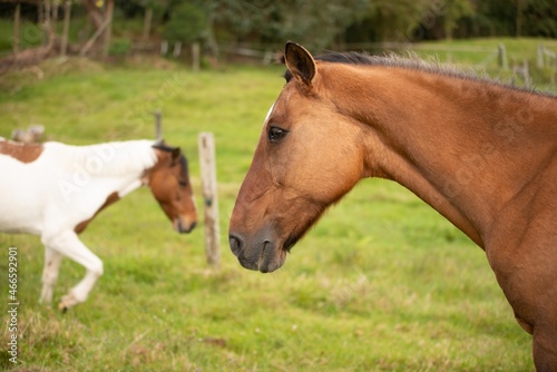 portrait of a horse