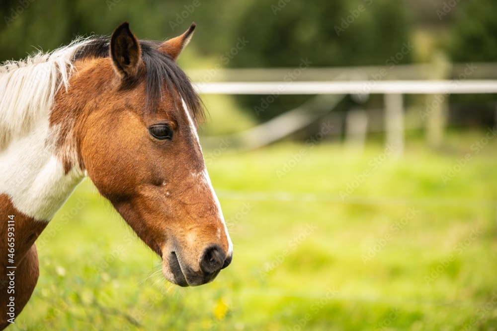 portrait of a horse