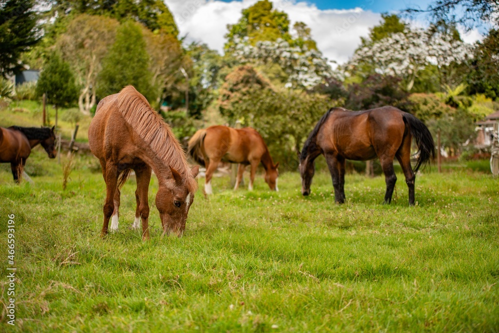 two horses grazing in a meadow two horses grazing in a meadow