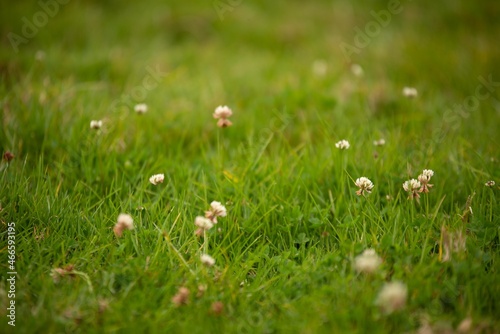 grass and flowers