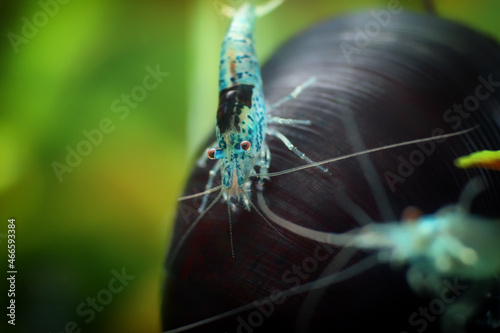 Neocaridina Freshwater Shrimp, dwarf shrimp in the aquarium. Animal macro, close up photography with a focus gradient and soft background. Aquascaping 