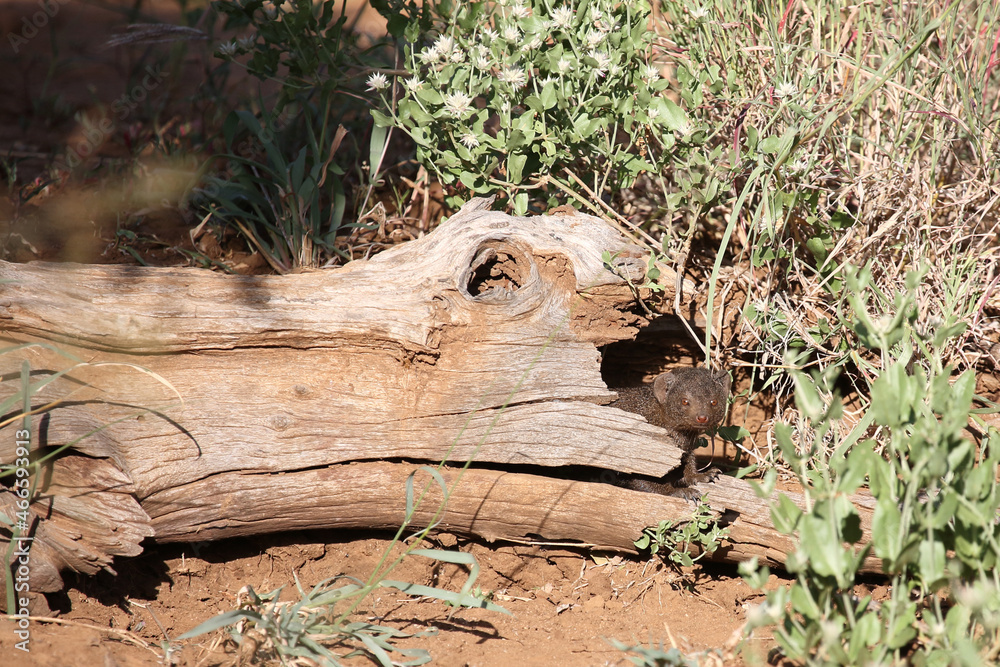 Südliche Zwergmanguste / Dwarf mongoose / Helogale parvula Südliche Zwergmanguste / Dwarf mongoose / Helogale parvula
