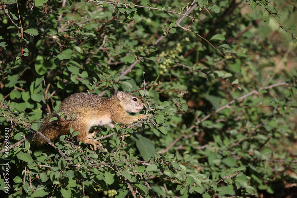 Ockerfußbuschhörnchen / Tree squirrel / Paraxerus cepapi Ockerfußbuschhörnchen / Tree squirrel / Paraxerus cepapi