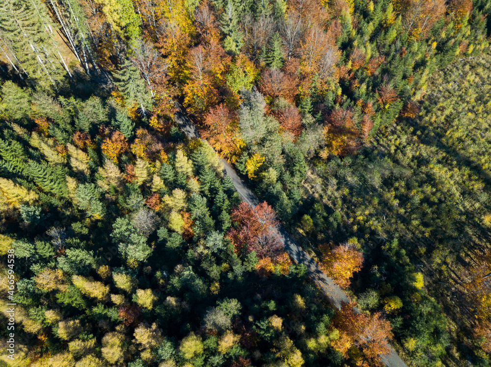 Aerial top down view of autumn forest with green and yellow trees. Mixed deciduous and coniferous forest. Autumn forest from above. Colorful forest aerial view. Aerial top down view of autumn forest with green and yellow trees. Mixed deciduous and coniferous forest. Autumn forest from above. Colorful forest aerial view.