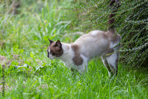 Siamese cat marking territory with its urine in a hedge