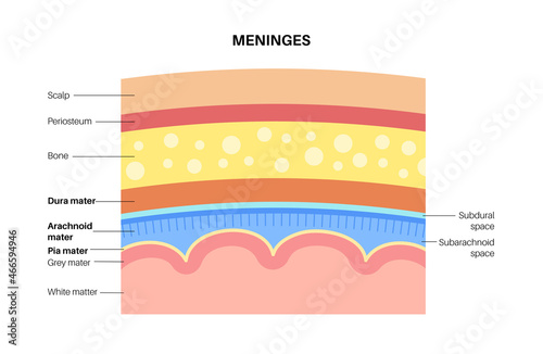 Meninges anatomy diagram photo