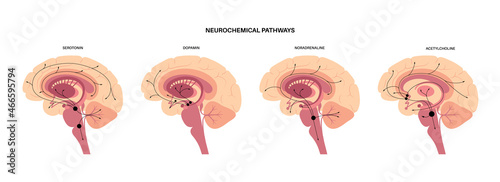 Neurochemical pathway diagram