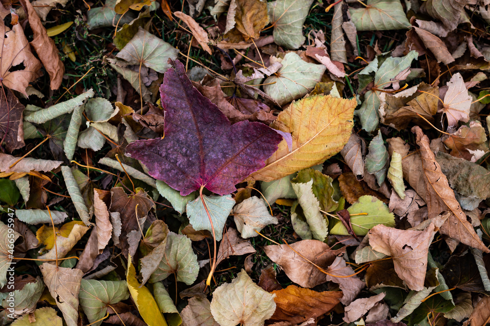 Flat overhead view of dark red maple leaf with other dried leaves on the ground in a park in British Columbia.