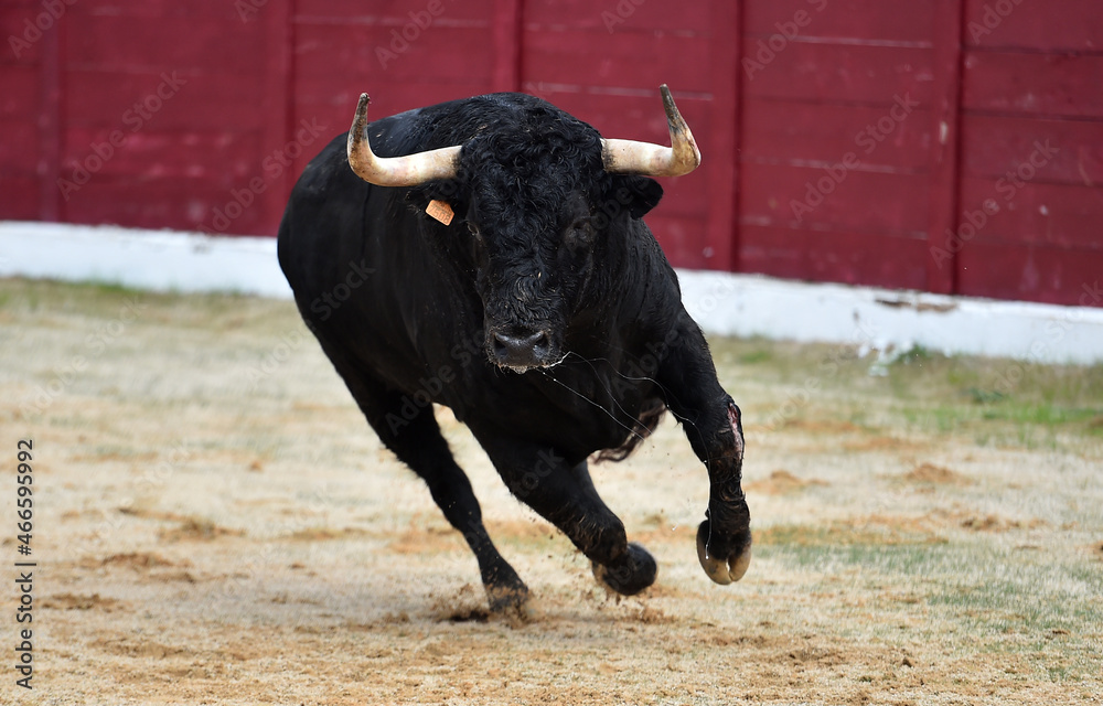 fighting bull wih big horns in spanish bullring fighting bull wih big horns in spanish bullring