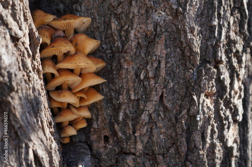 Orange-brown mushrooms on a tree trunk in the autumn forest. Armillaria mellea