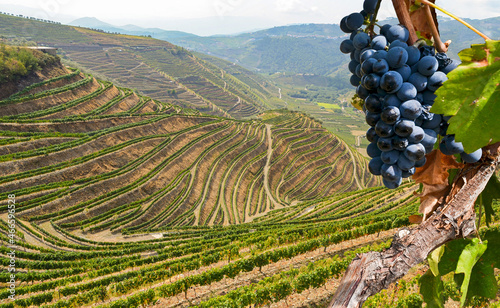 Old vineyards with red wine grapes in the Douro valley wine region near Porto, Portugal Europe photo