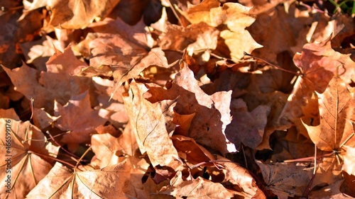 autumn leaves on the ground © Grand Warszawski