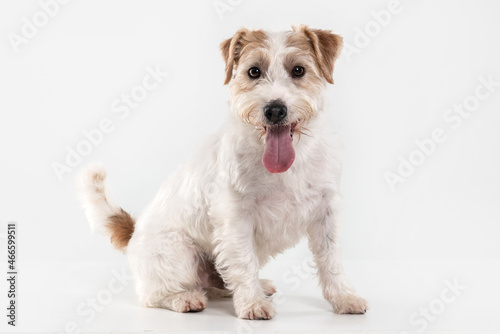 young dog jack russell seated alone, looking to camera on white background
