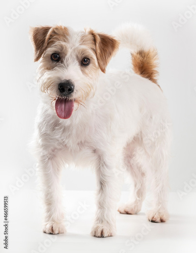 jack russell dog standing alone on white background, looking to camera