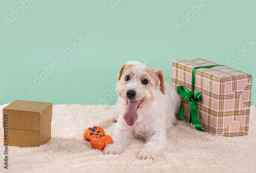 happy jack russell dog lying down on a carpet with a toy and a gift box on green background