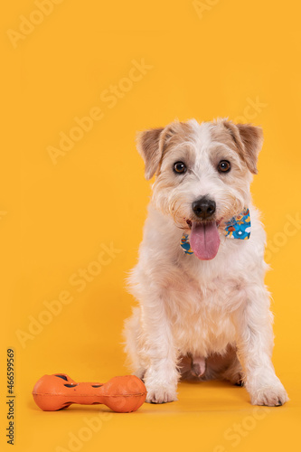 a breed dog seated alone with a dog toy on yellow background