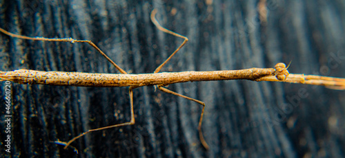 Rama sobre la madera photo