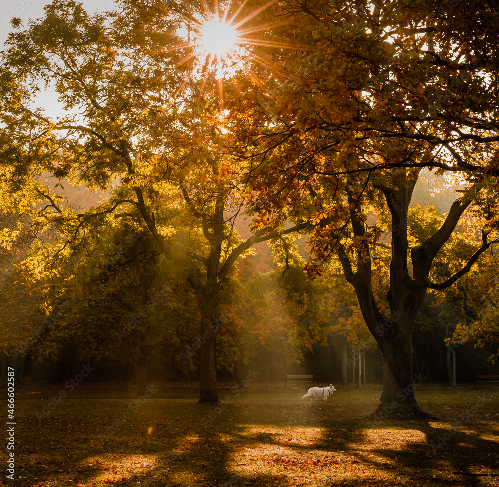 autumn in the park with sunray