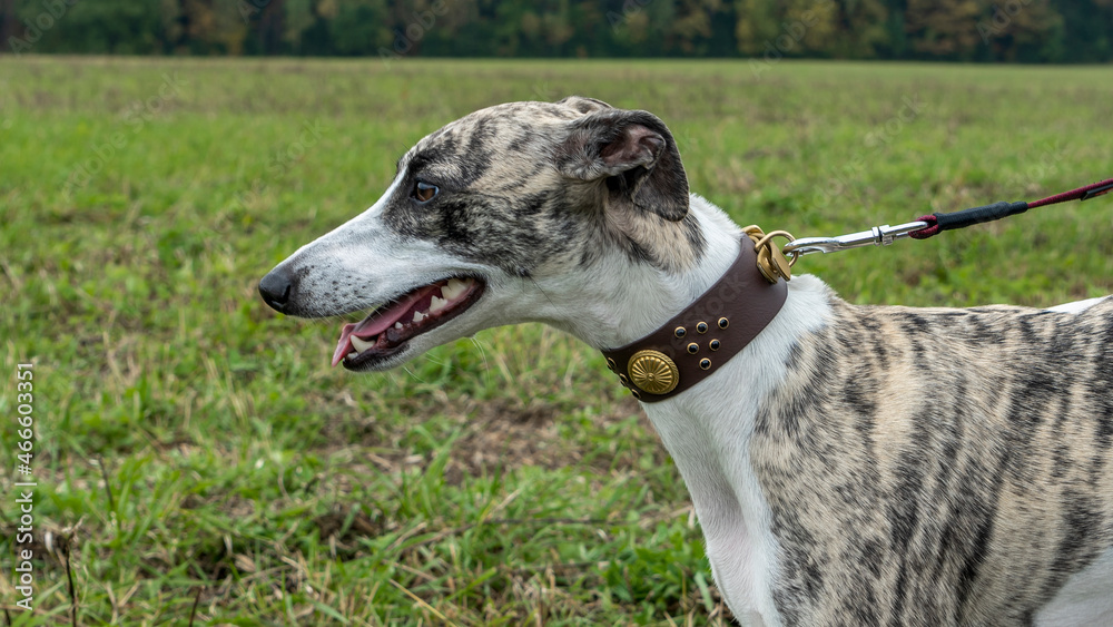 Beautiful Whippet head portrait. Cute English whippet in a field.