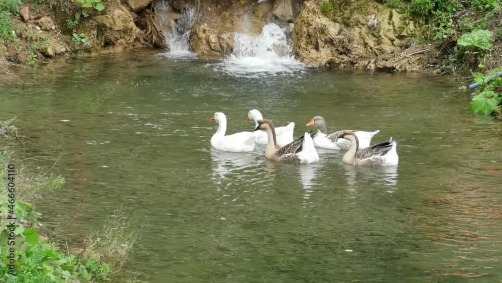 geese are swimming in the pond. white geese swimming in the pond in nature. geese are swimming in the pond. white geese swimming in the pond in nature.