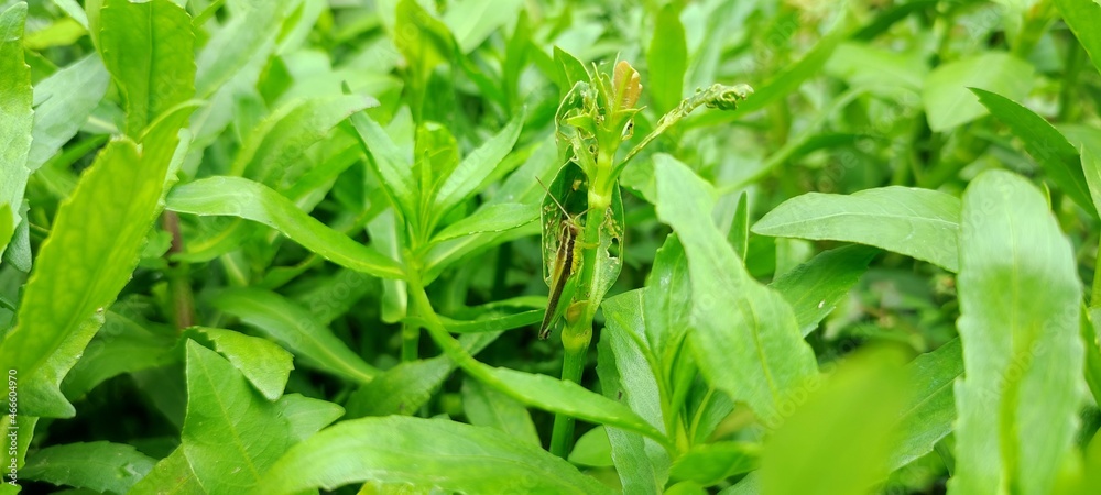 rice field grasshoppers alight and eat fresh leaves