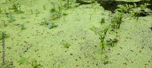 moss plants floating on the lake water