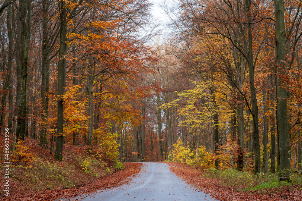 Beautiful autumn colors at Soderasen National Park in Ljungbyhed, Sweden. Popular destination for hiking.