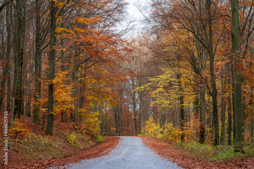 Beautiful autumn colors at Soderasen National Park in Ljungbyhed, Sweden. Popular destination for hiking. photo