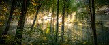 Fresh morning in the summer misty forest.