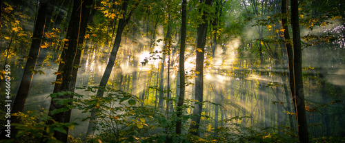 Fresh morning in the summer misty forest.