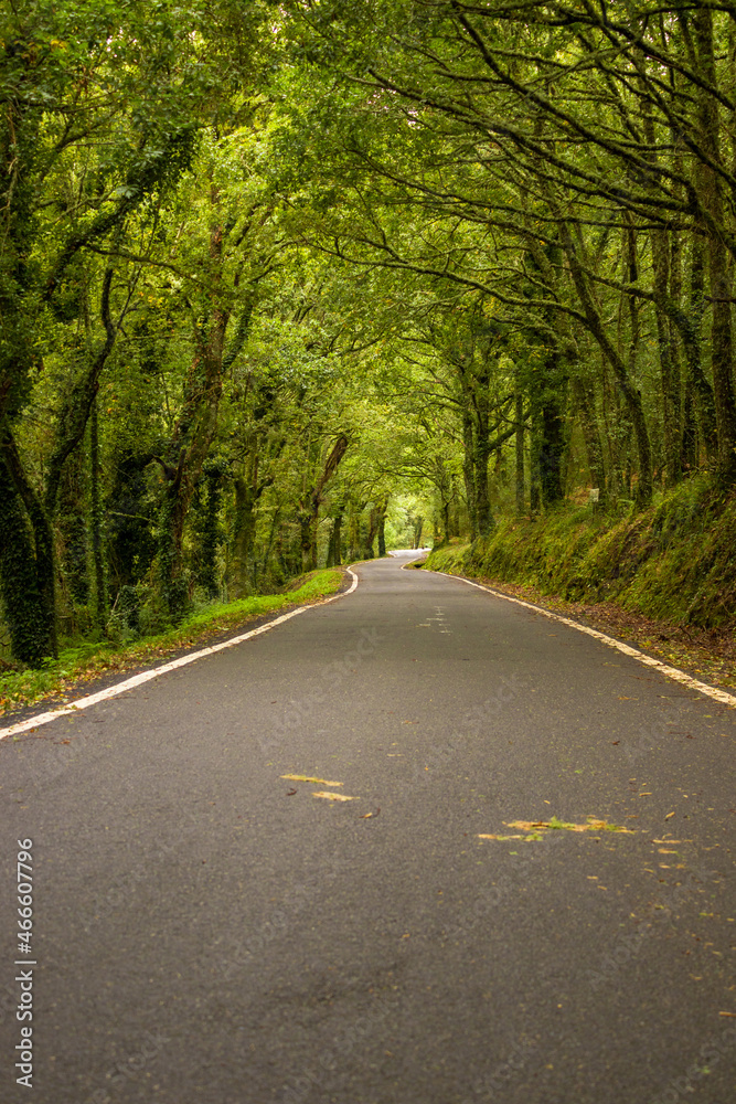Spanish mountain road with a clearing of lush trees , in Ourense Provence , Spain Spanish mountain road with a clearing of lush trees , in Ourense Provence , Spain