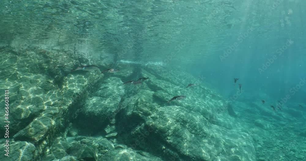 fish scenery underwater sun beams sun rays underwater mediterranean sea sun shine relaxing ocean scenery fish scenery underwater sun beams sun rays underwater mediterranean sea sun shine relaxing ocean scenery