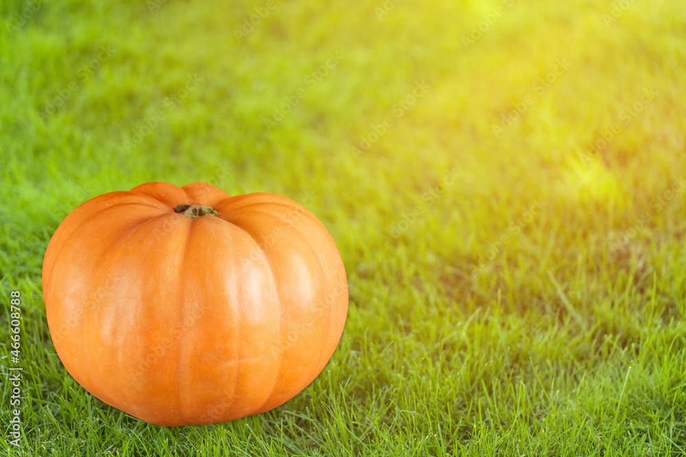 Ripe big pumpkin on grass background. Autumn concept with pumpkin. Ripe big pumpkin on grass background. Autumn concept with pumpkin.