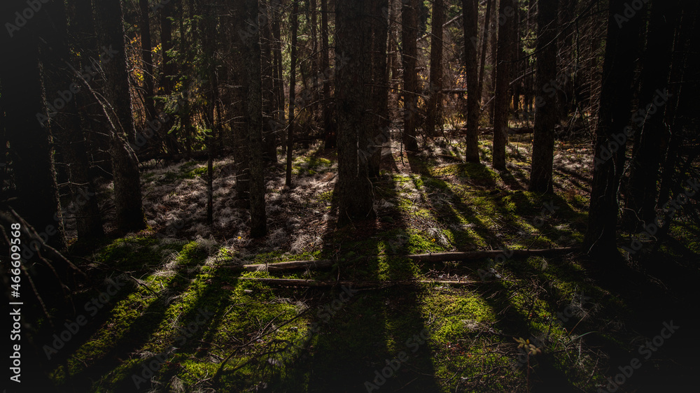 Obraz premium Shadows in the woods