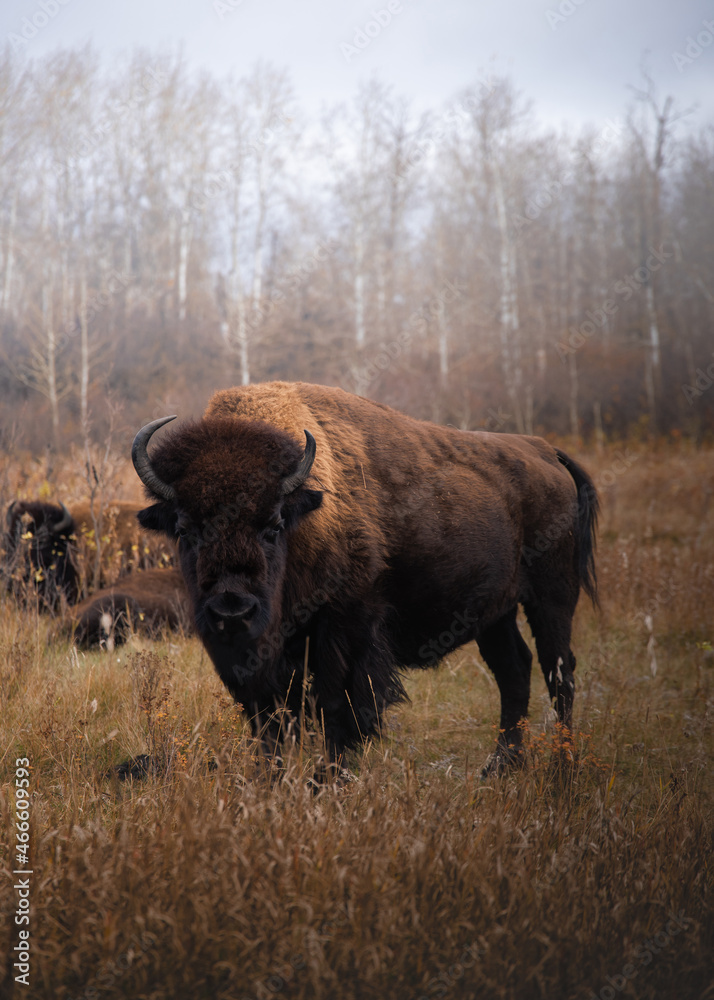 Manitoba Bison