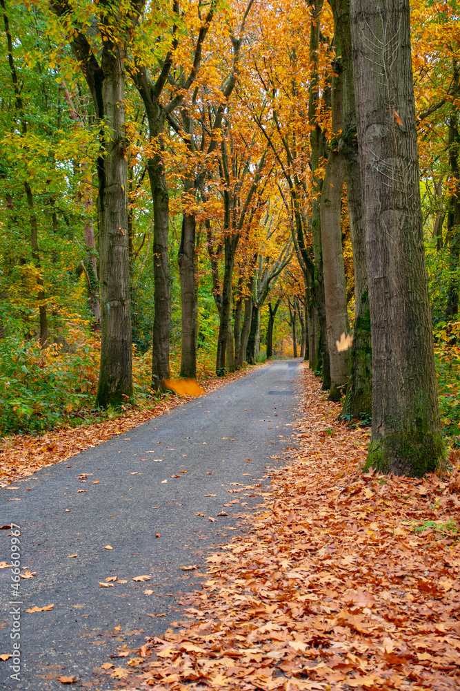 Autumn forest scenery with road of fall leaves. Footpath in autumn forest nature.