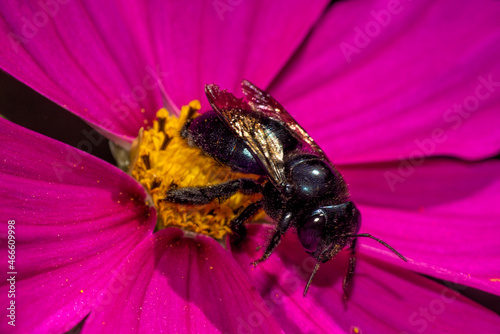 hornet perched on a violet flower , cosmos flower 