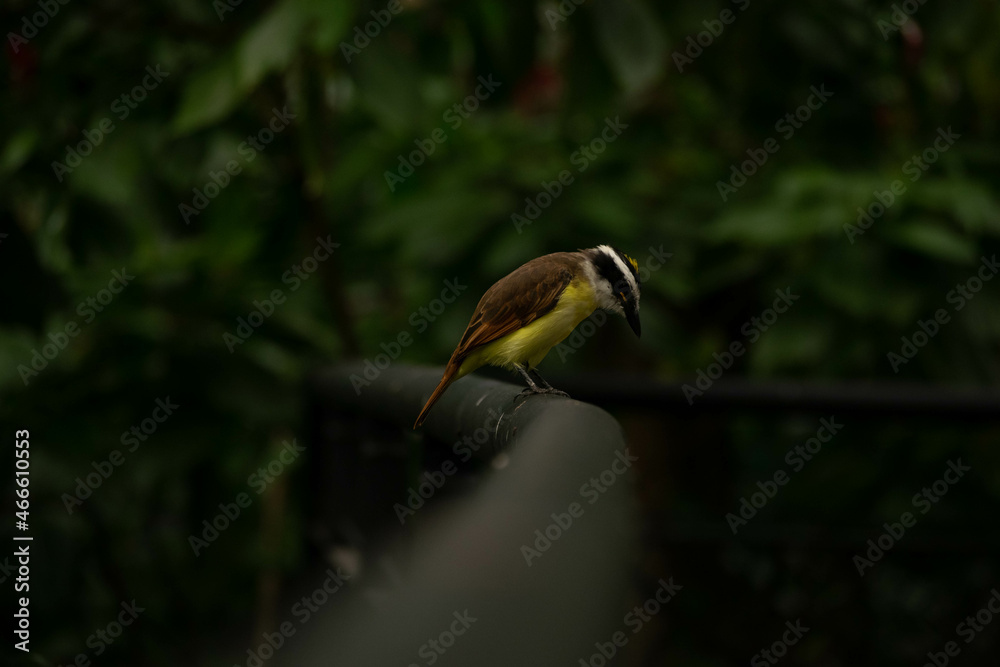 Fototapeta premium Pájaros Colombianos