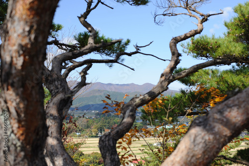 松の木 © TONARINOMOAI