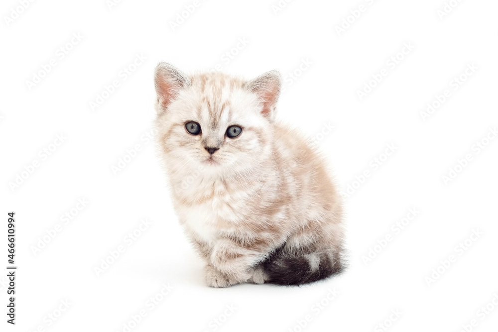 A kitten with a clenched paw. Sick kitten. Lame cat. Kitten is isolated on a white background.Two month old kitten. Scottish purebred cat.