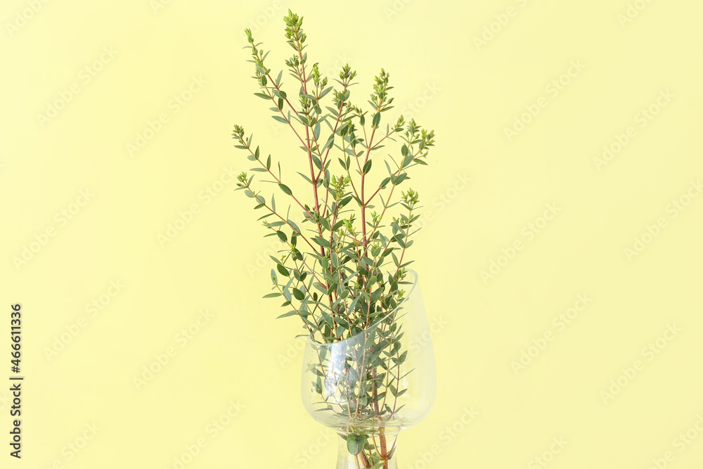 Fototapeta premium Vase with green eucalyptus branches on color background