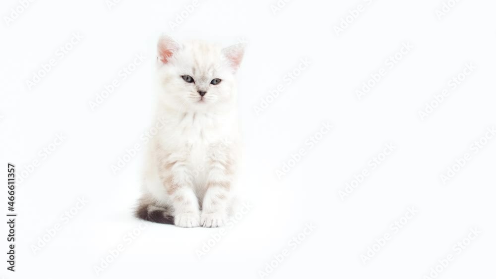 The kitten shows its tongue. The kitten is teasing. White kitten on a white background. Kitten is isolated on a white background. Two month old kitten. Scottish purebred cat. The kitten shows its tongue. The kitten is teasing. White kitten on a white background. Kitten is isolated on a white background. Two month old kitten. Scottish purebred cat.