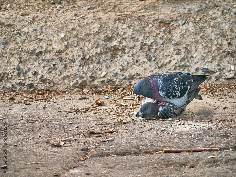 Fototapeta premium Two pigeons mating sitting on granite fence. general plan