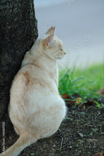 座る猫の後ろ姿
