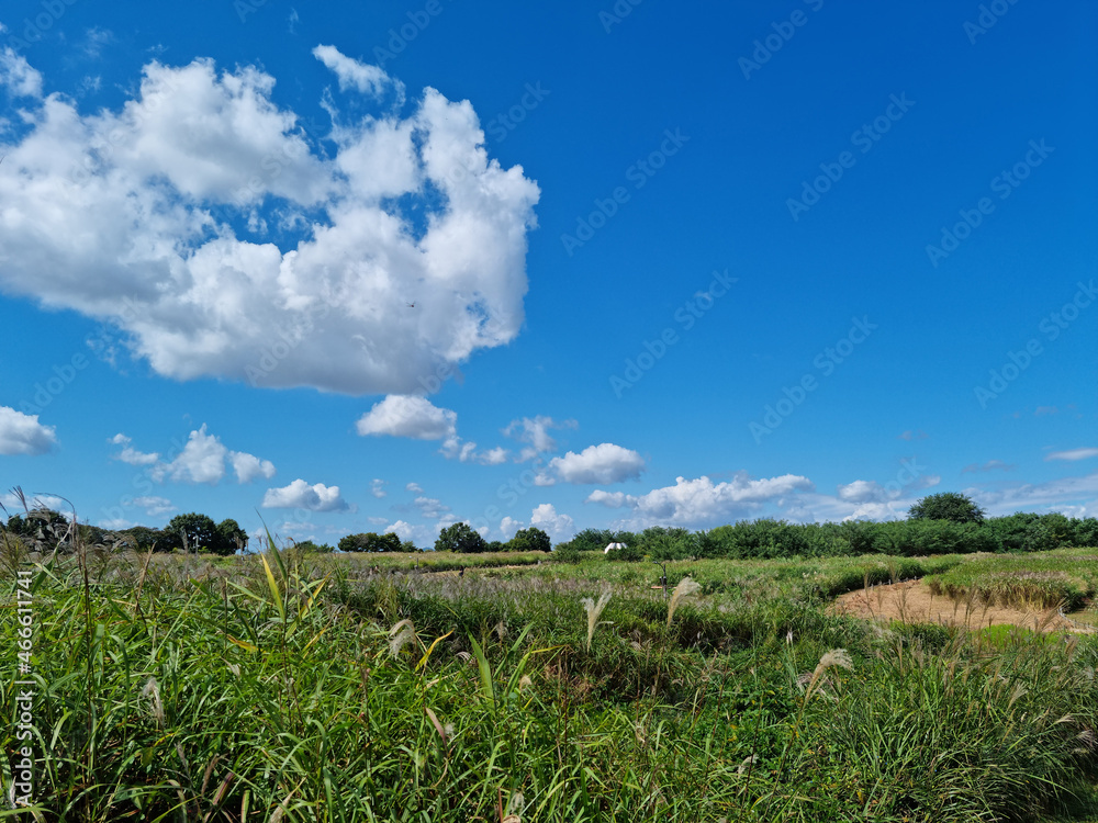Obraz premium Sky park landscape with reed fields.