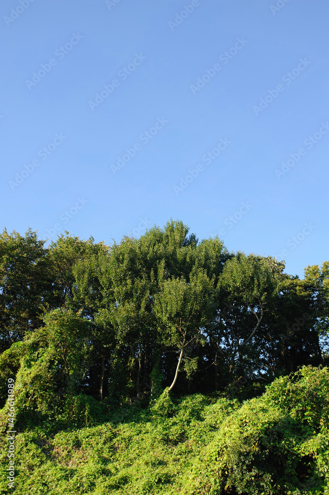 木と空 木と空