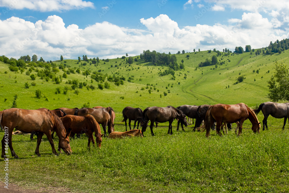 Wild horses outdoor on green meadow in Altay